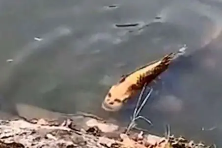 آن روی طبیعت وحشی؛ کشف یک ماهی که صورتش شبیه انسانه دانشمندان رو شوکه کرده!