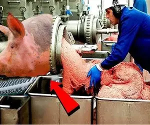 فرآوری خوک؛ خوک های خوش رنگو زنده میندازن تو چرخ گوشت سوسیس شده تحویل میگیرن