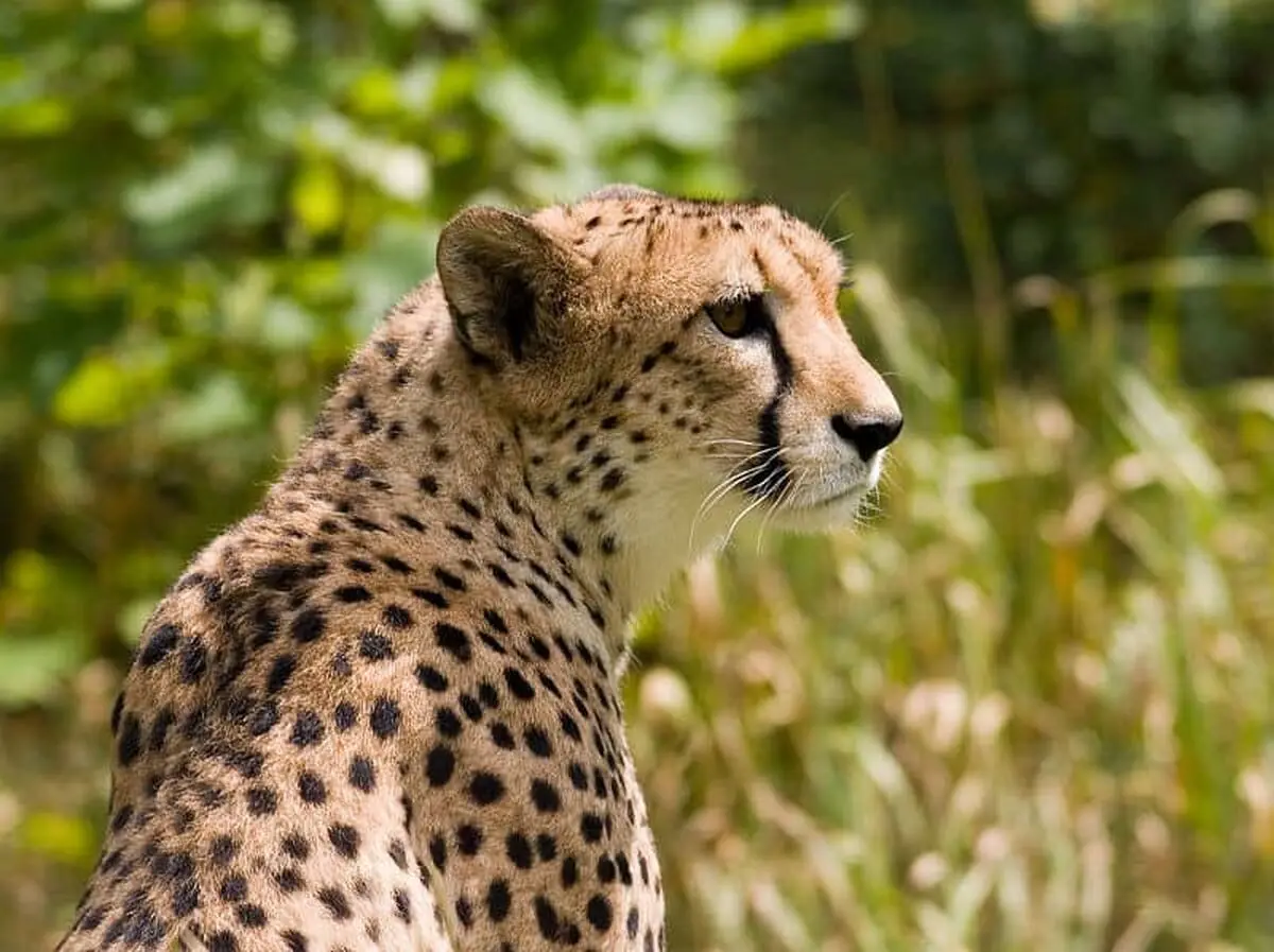 cheetah7