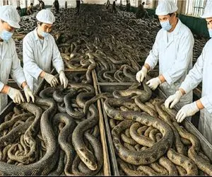 فرآوری مار؛ مار قطور میکنن نه برای خزیدن برای یوان دارویی تو پوست و گوشتش