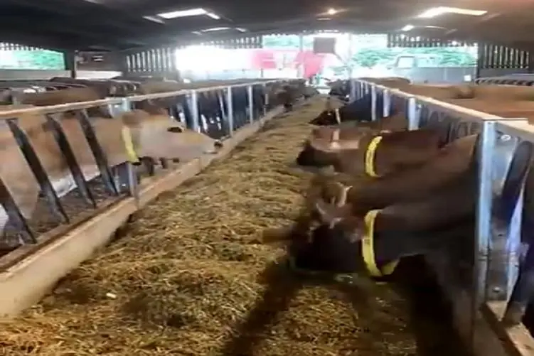 دامپروری نوین؛ گاوها منتظر غذا پیش بنداشونو بستن غذا رو ریل متحرک میاد کسی گشنه نمونه