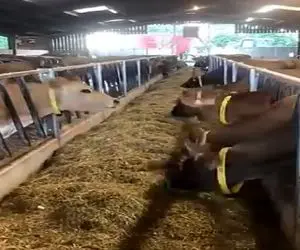 دامپروری نوین؛ گاوها منتظر غذا پیش بنداشونو بستن غذا رو ریل متحرک میاد کسی گشنه نمونه