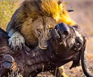 مستند حیات وحش / وقتی شیر هوس خوردن بوفالو به سرش میزند و گردنش را میبلعد