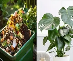 تهیه کود خانگیه مفت برای گیاهان آپارتمانی / مولتی ویتامین گلاتو از سطل آشغال تامین کن