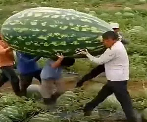 کشاورزی نوین؛ چنان هندونه ای عمل آووردن که چندتا مرد زیر وزنش دارن تلف میشن