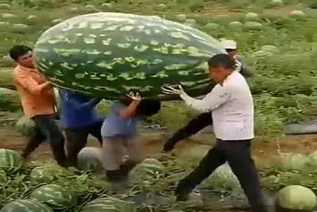 کشاورزی نوین؛ چنان هندونه ای عمل آووردن که چندتا مرد زیر وزنش دارن تلف میشن