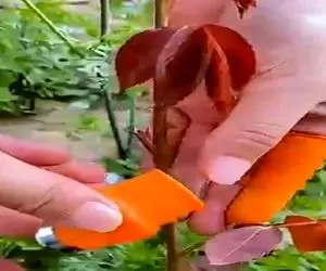 کشاورزی نوین؛ انگشت مجهز به تیغه چاقو ساختن دستشون میکنن باهاش میوه ها رو میچینن