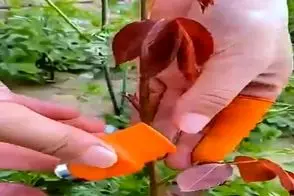 کشاورزی نوین؛ انگشت مجهز به تیغه چاقو ساختن دستشون میکنن باهاش میوه ها رو میچینن