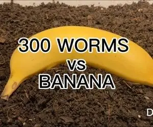 دانستنی های علمی؛ چگونه کرم های خاکی با تجزیه زباله ها به بشریت خدمت می کنند