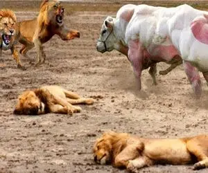 نبرد حیات وحش/ کی باورش میشه گاو نر بتونه در برابر شیرمقابله کنه اینبار گاوحمله ور شد