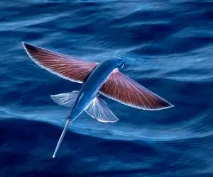 مستند حیات وحش؛ حیواناتی که پرنده نیستند اما پرواز می‌کنند