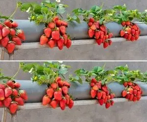 کشاورزی نوین؛ تو لوله پلیکا توت فرنگی کاشتن هر کدوم شده اندازه گوجه درشت و قرمز