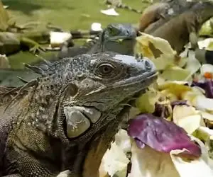 فرآوری ایگوانا؛ ایگوانا رو به طرز دلخراشی کشتن بعد سلاخی درسته تو فر کبابی کردن