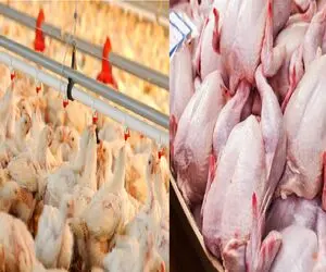 قیمت مرغ امروز شنبه 13 تیر 1405+ جدول