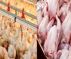 قیمت مرغ امروز شنبه 13 تیر 1405+ جدول