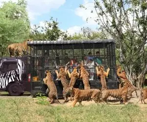 شاهکار حیات وحش؛ برای ببرها و پلنگا باغ وحش سیار انسانی راه انداختن مراقبن صید نشن