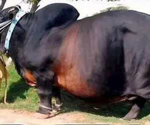 گاوهای باورنکردنی؛ پر گوشت و هیکلی ترین گاو دنیا که باید با اره برقی کشتار بشه