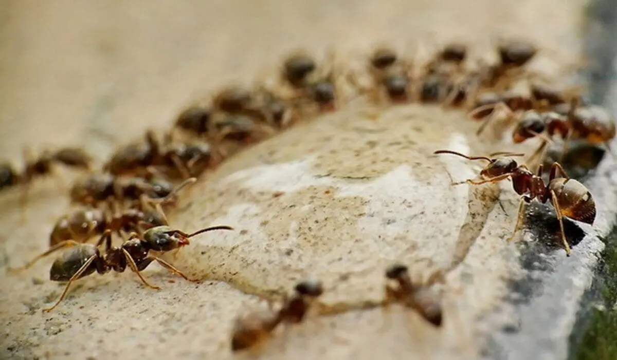 ants-pests-sugar-water-1080x675-1