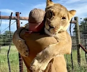 (عکس) لحظه باورنکردنی باز شدن آغوش شیر به روی انسان!