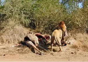 مستند حیات وحش؛ شیرهای لعنت الله جنین زرافه رو از تو شکم مادرش کشیدن بیرون