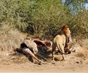 مستند حیات وحش؛ شیرهای لعنت الله جنین زرافه رو از تو شکم مادرش کشیدن بیرون