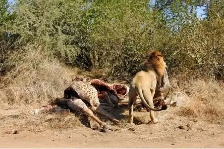 مستند حیات وحش؛ شیرهای لعنت الله جنین زرافه رو از تو شکم مادرش کشیدن بیرون