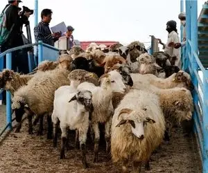 (جدول) قیمت دام زنده امروز ۱۶ اسفند ۱۴۰۳