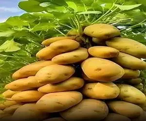 کشاورزی نوین؛ با این روش تو خونه و یه دونه گلدون 100تا سیب زمینی بکار بفروش