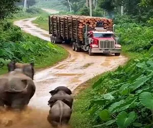 معماری طبیعت؛ فیل و بچه هاش فقط میخواستن کار خیر کنن این سزاشون نبود