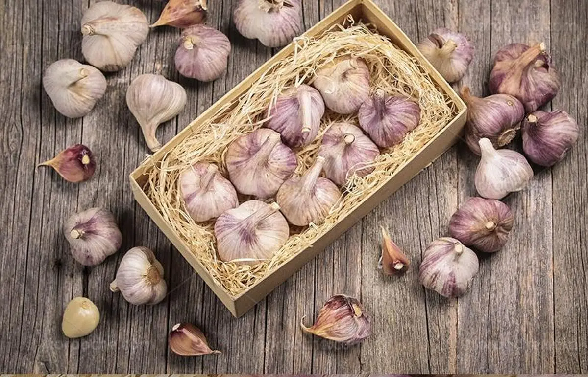 سیر