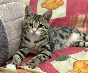 آواز محلی؛ گربه های خونگی تیپ زدن یاد گرفتن آهنگ بخونن ار نبینمش خرابم میخونن با قر