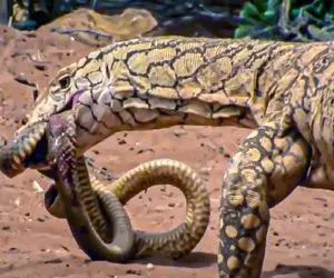 جذابیت حیات وحش؛ کومودو سفاک پیتونی که داشت بچشو میخورد رو پاره کرد خون جهید