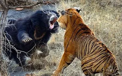 بدایع حیات وحش/ ببر با دندان های برنده افتاده به جون خرس