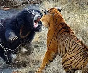 بدایع حیات وحش/ ببر با دندان های برنده افتاده به جون خرس