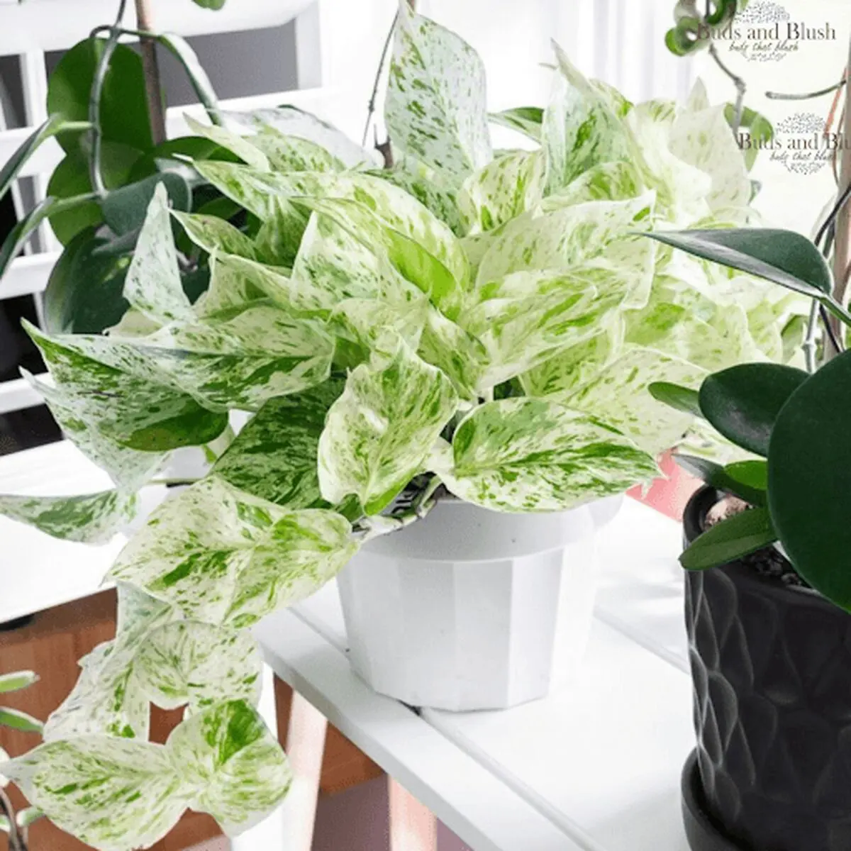 pothos-06