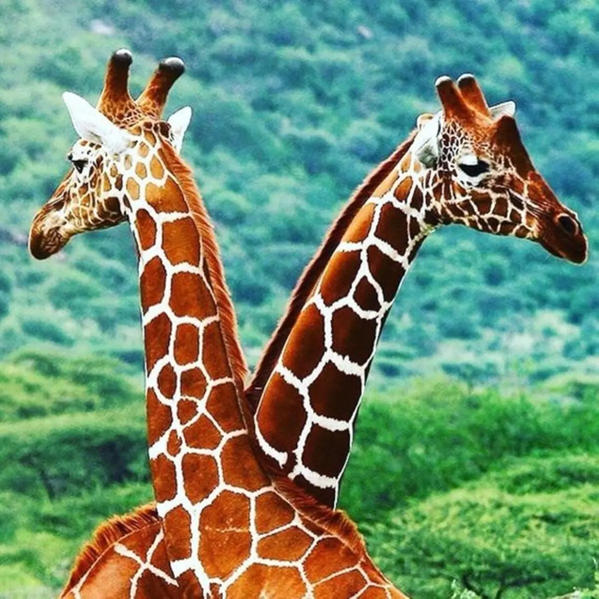 giraffe-card-2-giraffes-in-african-print-fabric-friendship-card-2-5c925cdc