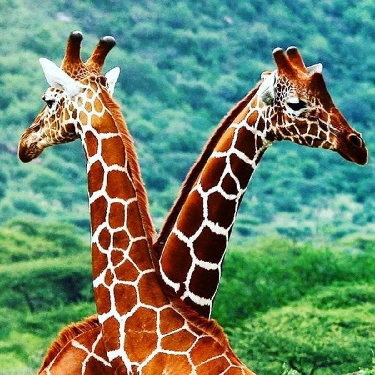 giraffe-card-2-giraffes-in-african-print-fabric-friendship-card-2-5c925cdc