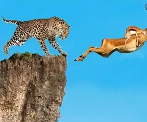 مستند حیات وحش؛ ایمپالا با بچه رو کولش از ترس پلنگ به پرواز دراومد