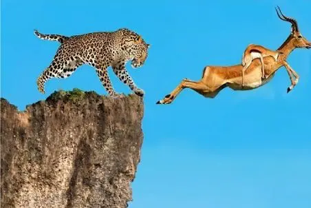 مستند حیات وحش؛ ایمپالا با بچه رو کولش از ترس پلنگ به پرواز دراومد