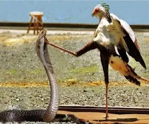 جذابیت حیات وحش؛ پرنده منشی با خط یازده مار شکار میکنه