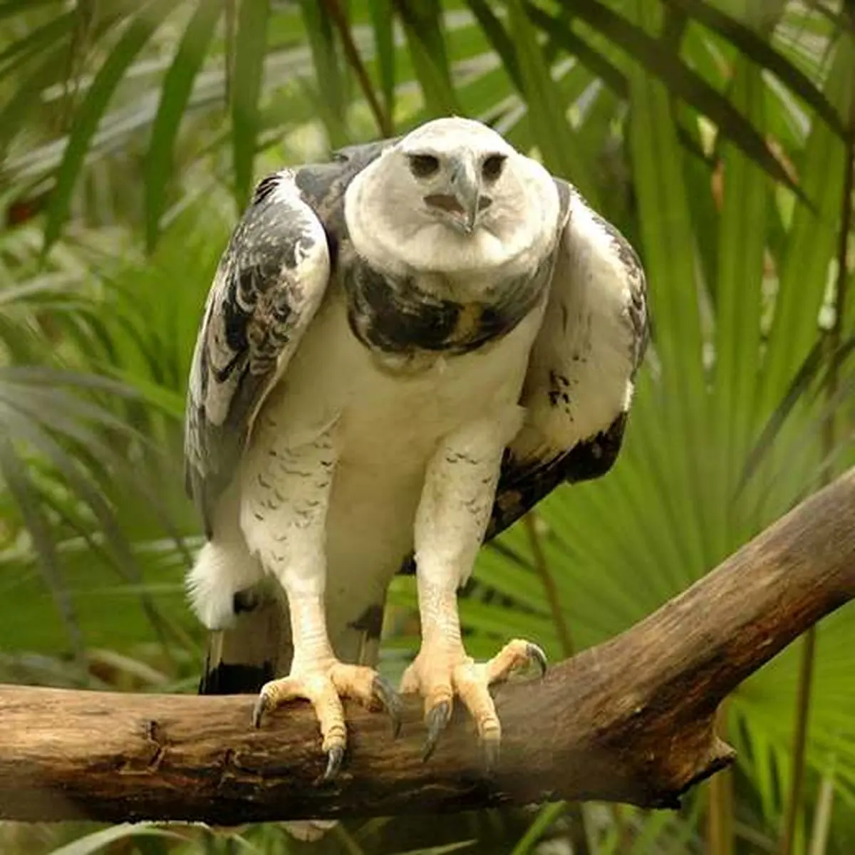 harpy-eagle1