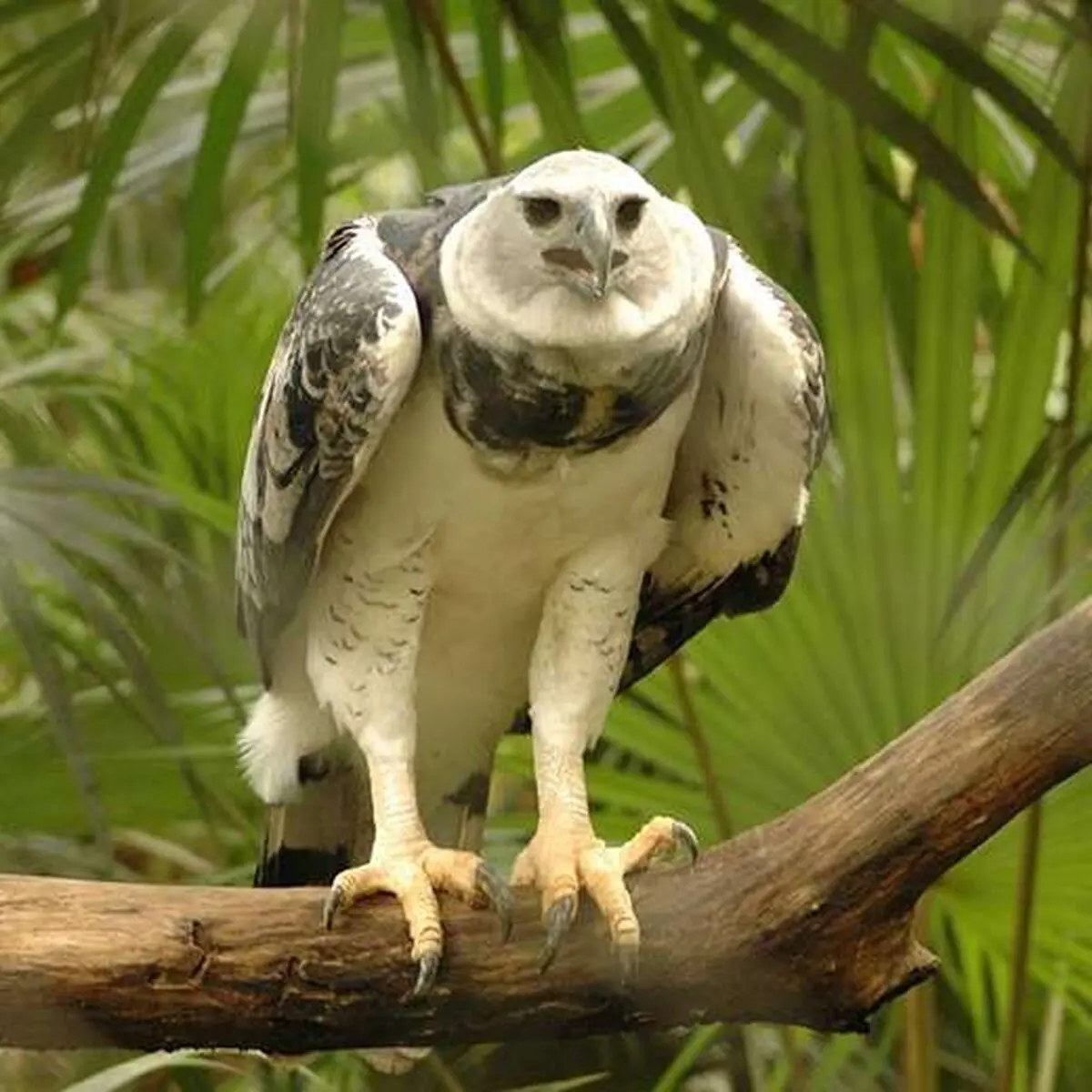 harpy-eagle1