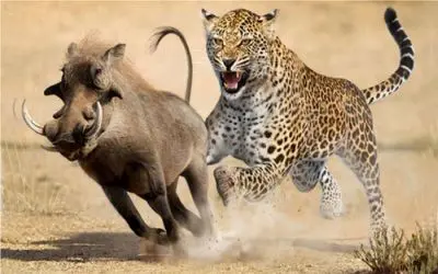 حیات وحش مصنوعی/پلنگ برای نجات بچش اونو به دست انسان میسپاره گراز با پوزش حمله ور شد