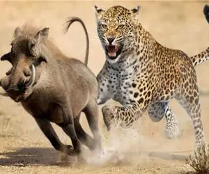 حیات وحش مصنوعی/پلنگ برای نجات بچش اونو به دست انسان میسپاره گراز با پوزش حمله ور شد