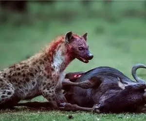 مستند حیات وحش؛ سگ وحشی با قاطعیت برای حفظ قلمرو مبارزه می کند 