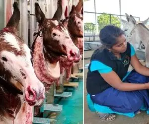 فرآوری الاغ؛ الاغ پرورش نه واسه حمالی بلکه به خاطر شیر پر چرب و گوشت خوروشتی