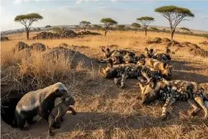 مستند حیات وحش؛ جنگ راسو با کفتارهای کریه المنظر برا حراست از فرزند