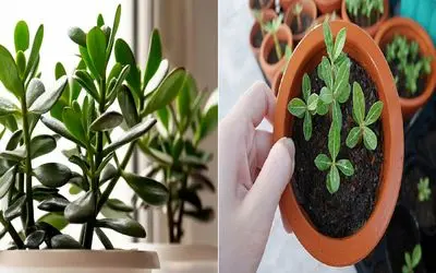 چجوری گیاه یشم رو همیشه سرحال نگه داریم؟/ صفر تا صد یشم‌ داری به سبک راحت و بی‌ دردسر