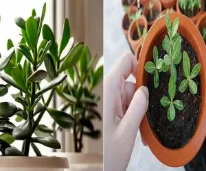 چجوری گیاه یشم رو همیشه سرحال نگه داریم؟/ صفر تا صد یشم‌ داری به سبک راحت و بی‌ دردسر