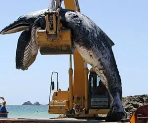 جابه‌جایی‌های جانکاه؛ بچه نهنگ عظیم الجثه تو خلیج مُرد دارن با لودر میبرن برای سلاخی